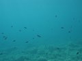 DSC08919