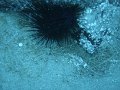 DSC01852