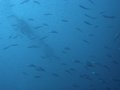 DSC02006
