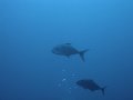 DSC02246